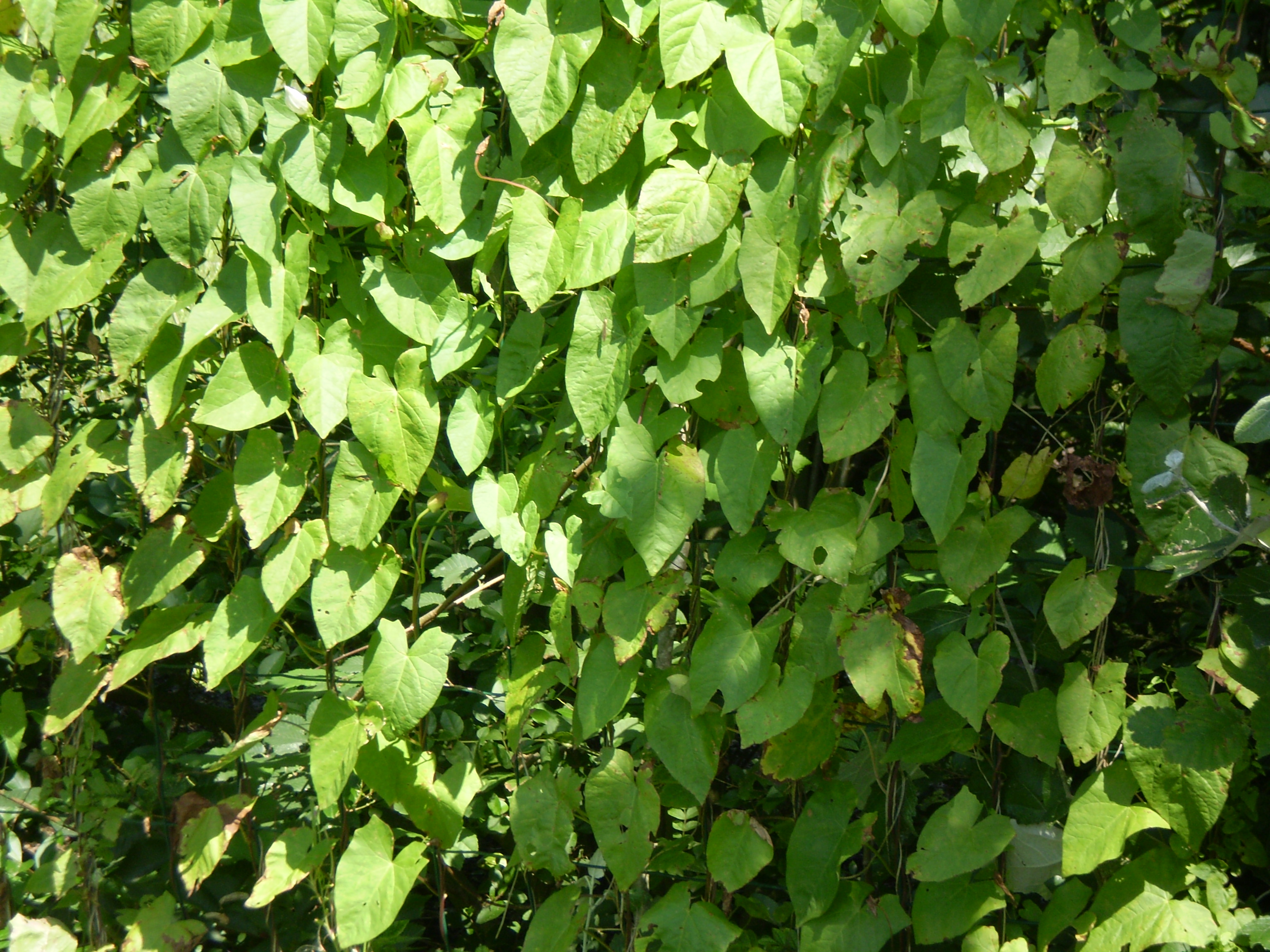 نیلوفر صحرایی بزرگ